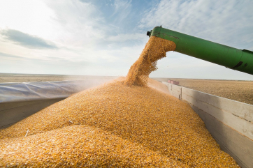 В России резко падают внутренние и закупочные цены на пшеницу
